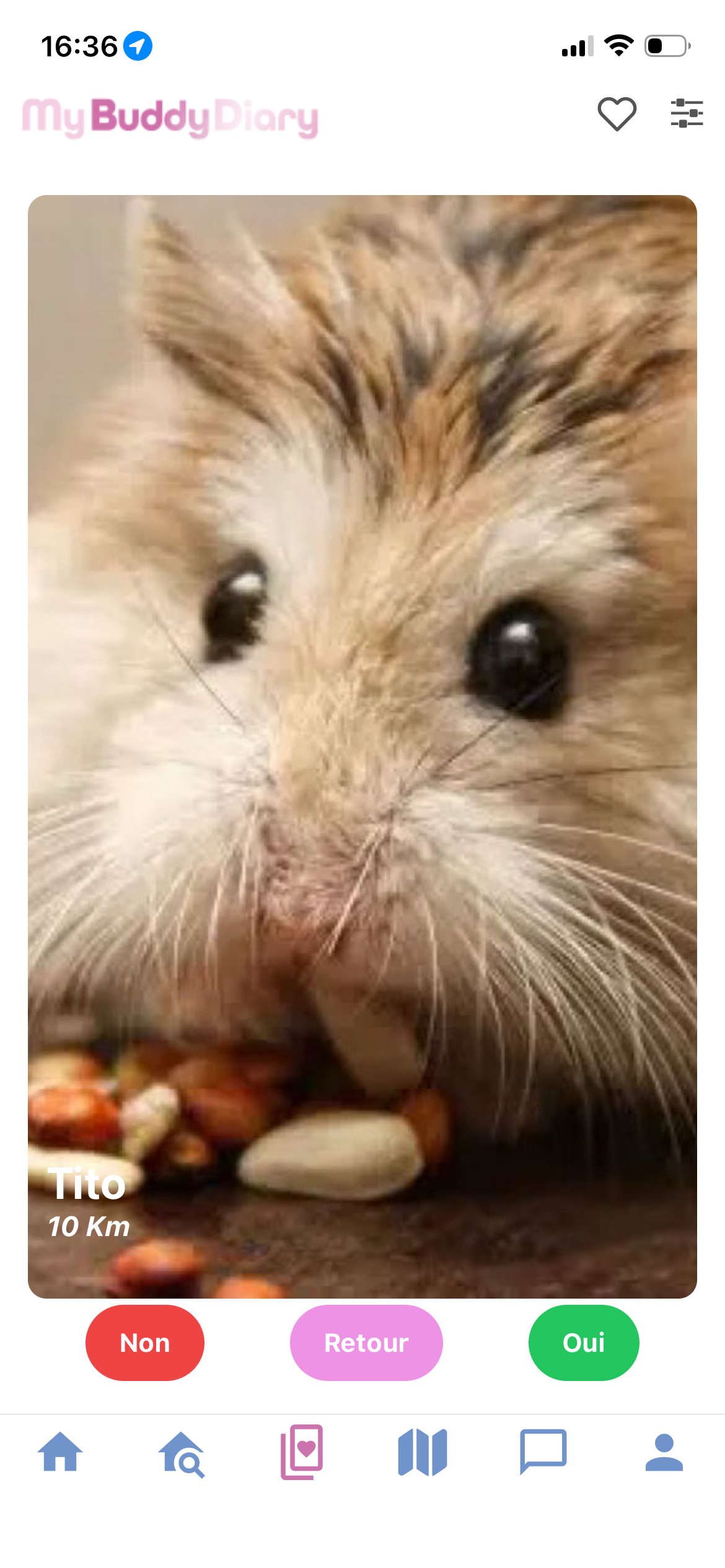 Profil LoveSwap de Tito, hamster