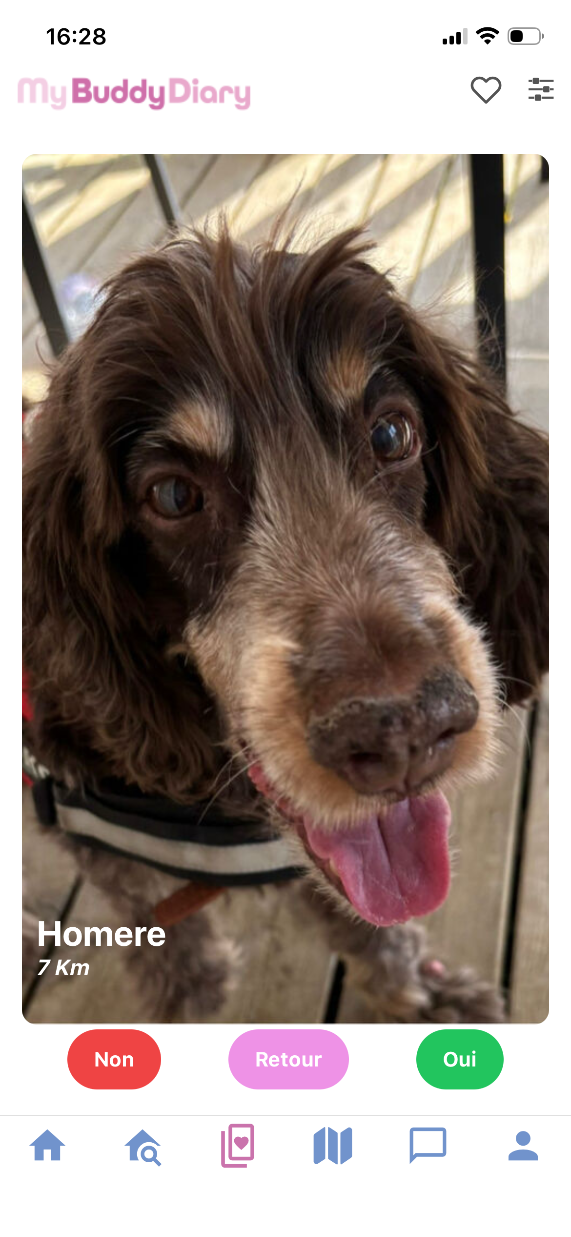 Profil LoveSwap d'Homère, chien