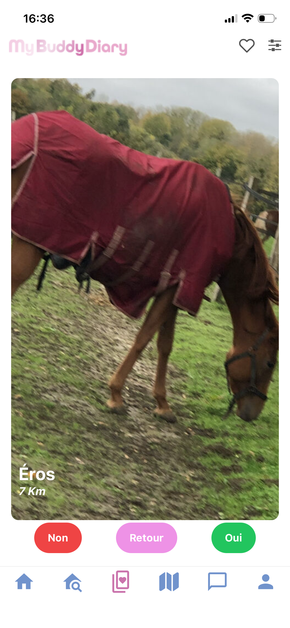 Profil LoveSwap d'Éros, cheval